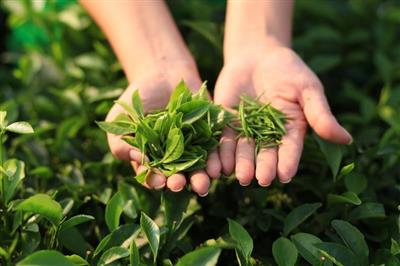 Decoding the genetic diversity of tea in North Central Vietnam: Insights for conservation and sustainable development