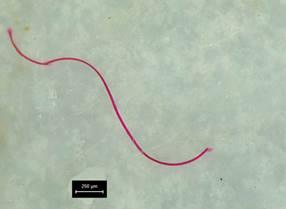 Evaluate the characteristics of microplastic at Environment Water of Nhue - Day River system in Hanoi, Vietnam