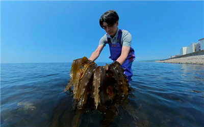 Japan's seaweed planting initiative: A green solution in the fight against climate change