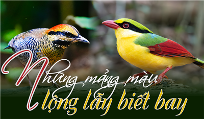 Pittas in Vietnam: Magnificent flying colors