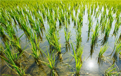 Part 1: Water use efficiency - The foundation of Vietnam’s green agricultural transition