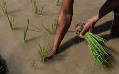 Philippine court halts Golden Rice production over environmental concerns