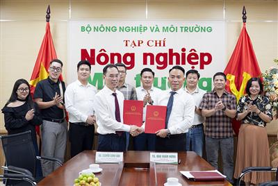 Promoting the cultural heritage of ancient “Shan Tuyet” Suoi Giang green tea