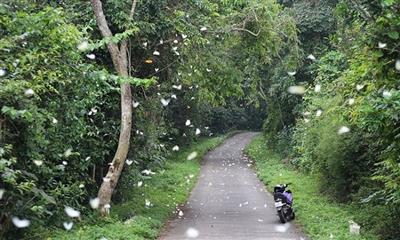 Vietnam's biodiversity triumphs: Cuc Phuong and Quang Nam lead the way