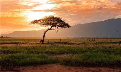 World Environment Day (5/6): UN urges action on ecosystem restoration pledges