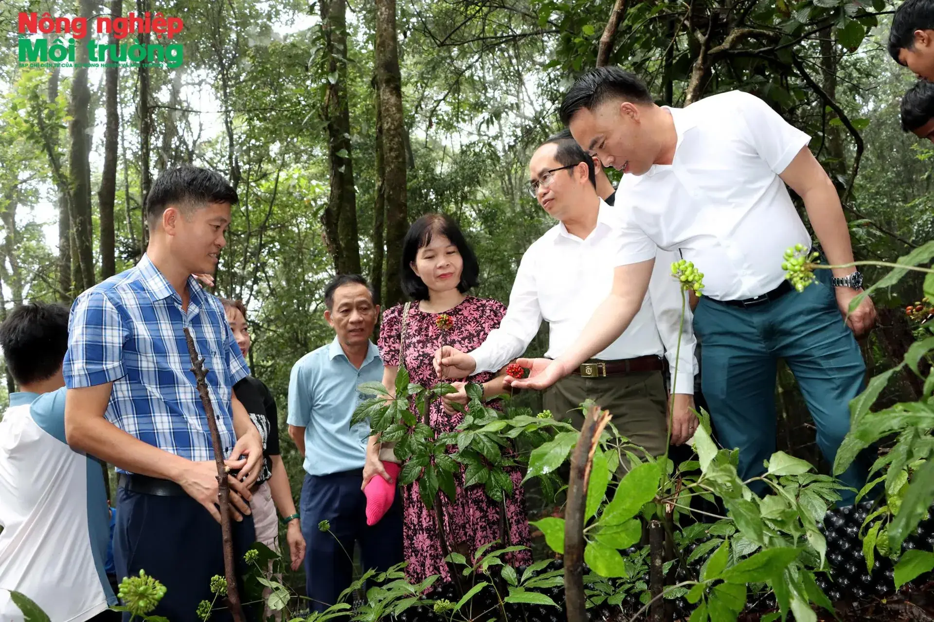 Lai Chau develops medicinal herb cultivation beneath forest canopies